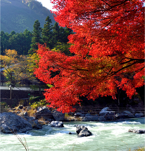 Japanese Maple Information of Mitake Gorge - Yoshino Baigo Area