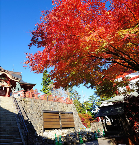 Japanese Maple information of the Mt. Mitake Area