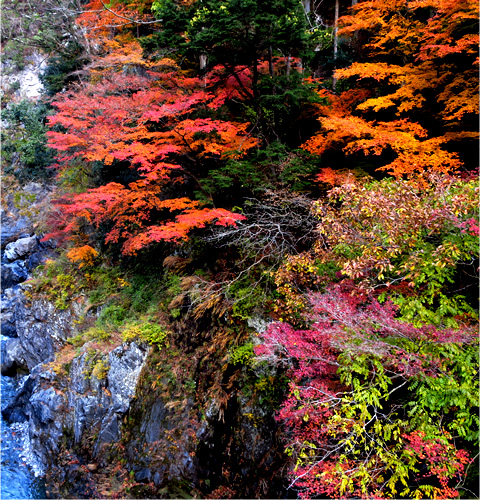 Japanese Maple information of the Kawai - Shiromaru Area