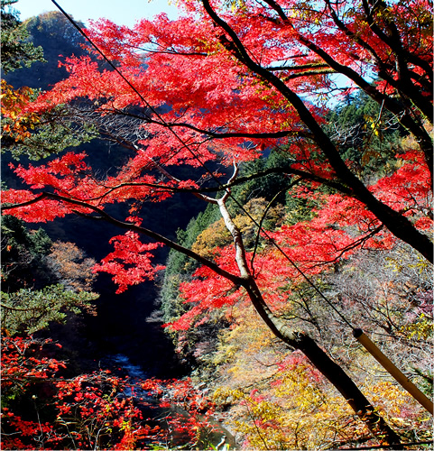 Japanese Maple information of the Hikawa, Nippara, and Ogochi Areas